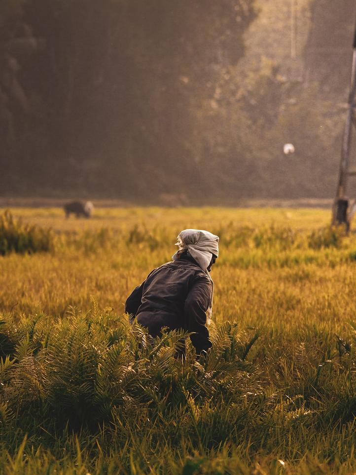 herbicies and fungicides by Crop Care Organics LLP being used in the field