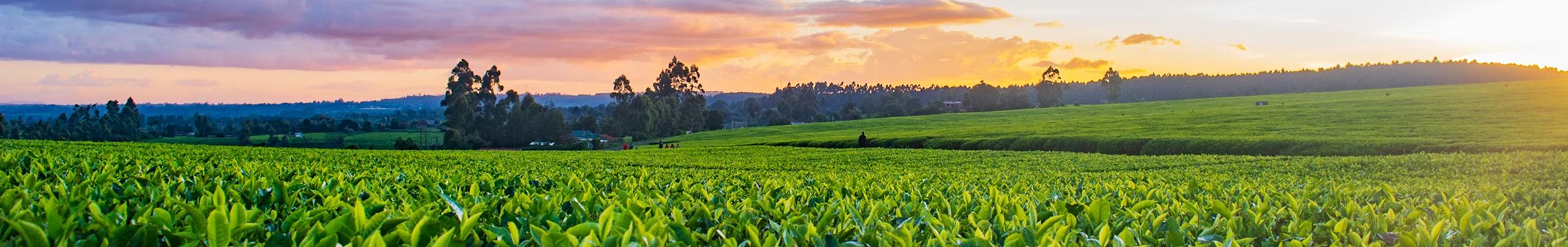 About Crop Care Organics